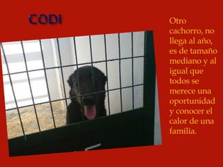 Otro cachorro, no llega al año, es de tamaño mediano y al igual que todos se merece una oportunidad y conocer el calor de una familia. 