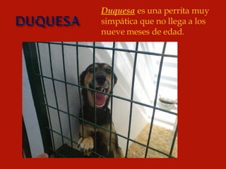 Duquesa  es una perrita muy simpática que no llega a los nueve meses de edad. 