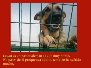 Lenon  es un pastor alemán adulto muy noble. No pases de él porque sea adulto, también ha sufrido mucho. 