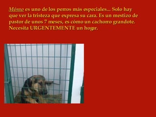 Mómo  es uno de los perros más especiales... Solo hay que ver la tristeza que expresa su cara. Es un mestizo de pastor de unos 7 meses, es cómo un cachorro grandote. Necesita URGENTEMENTE un hogar. 