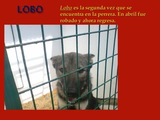 Lobo  es la segunda vez que se encuentra en la perrera. En abril fue robado y ahora regresa. 
