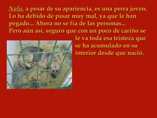 Nala , a pesar de su apariencia, es una perra joven.  Lo ha debido de pasar muy mal, ya que le han pegado... Ahora no se fía de las personas... Pero aún así, seguro que con un poco de cariño se le va toda esa tristeza que se ha acumulado en su interior desde que nació.  