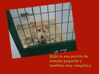 Rúbi  es una perrita de tamaño pequeño y también muy simpática. 
