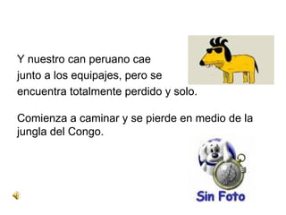 Y nuestro can peruano cae  junto a los equipajes, pero se encuentra totalmente perdido y solo. Comienza a caminar y se pierde en medio de la jungla del Congo.  