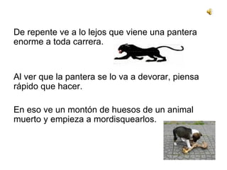 De repente ve a lo lejos que viene una pantera enorme a toda carrera. Al ver que la pantera se lo va a devorar, piensa rápido que hacer.  En eso ve un montón de huesos de un animal muerto y empieza a mordisquearlos. 