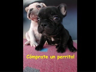 Cómprate un perrito! 