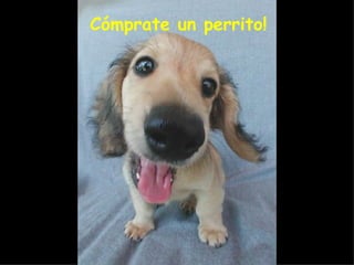 Cómprate un perrito! 