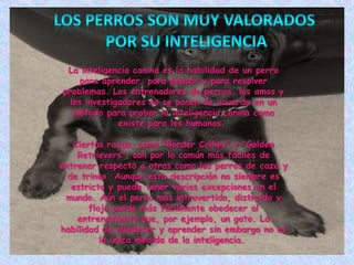 Los perros son muy valorados por su inteligenciaLa inteligencia canina es la habilidad de un perro para aprender, para pensar y para resolver problemas. Los entrenadores de perros, los amos y los investigadores no se ponen de acuerdo en un método para probar la inteligencia canina como existe para los humanos. Ciertas razas, como "Border Collies" y "Golden Retrievers", son por lo común más fáciles de entrenar respecto a otras como los perros de caza y de trineo. Aunque esta descripción no siempre es estricta y puede tener varias excepciones en el mundo. Aún el perro más introvertido, distraído y flojo puede más fácilmente obedecer al entrenamiento que, por ejemplo, un gato. La habilidad de obedecer y aprender sin embargo no es la única medida de la inteligencia. 