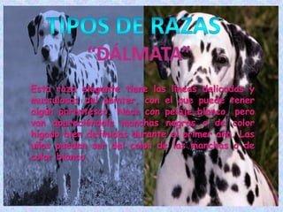 TIPOS DE RAZAS“Dálmata”Esta raza elegante tiene las líneas delicadas y musculosas del pointer, con el que puede tener algún parentesco. Nace con pelaje blanco, pero van apareciéndole manchas negras o de color hígado bien definidas durante el primer año. Las uñas pueden ser del color de las manchas o de color blanco. 