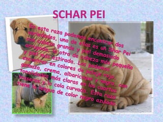 Schar peiEn esta raza podemos encontrar dos variedades, una de ellas es un Shar Pei con cabeza grande y piel demasiado arrugada, la otra de cabeza más pequeña y piel más estirada. Los podemos encontrar en colores de pelaje rojo, gamuza, crema, albaricoque y negro, con tonalidades más claras en los cuartos traseros y la cola curvada. Esta raza tiene la lengua de color negro azulado. 