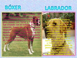 bóxerlabradorEsta raza fue desarrollada en Alemania tomando como base perros tipo mastines, el boxer fue empleado para peleas con toros y finalmente fue cruzado con el bulldog. Era poco conocido fuera de Alemania hasta después de la Segunda Guerra Mundial, Cuando los soldados se los llevaron a sus hogares. Es inteligente y fácil de entrenar, se ha empleado en tareas militares y policiales. Los primeros Labradores Retriever eran originarios de Terranova, Canadá, y no de Labrador como su nombre lo indica. Era conocido como perro de agua, Terranova pequeño o perro de St. John, era entrenado para saltar al agua cuando el barco se acercaba al puerto y recogía con su boca las puntas de las redes llenas de pescados y remolcaba la red hasta tierra. Sus compañeros humanos de tripulación vaciaban la carga. 