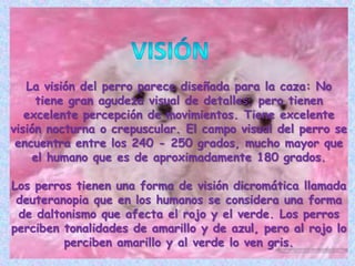 visiónLa visión del perro parece diseñada para la caza: No tiene gran agudeza visual de detalles, pero tienen excelente percepción de movimientos. Tiene excelente visión nocturna o crepuscular. El campo visual del perro se encuentra entre los 240 - 250 grados, mucho mayor que el humano que es de aproximadamente 180 grados.Los perros tienen una forma de visión dicromática llamada deuteranopia que en los humanos se considera una forma de daltonismo que afecta el rojo y el verde. Los perros perciben tonalidades de amarillo y de azul, pero al rojo lo perciben amarillo y al verde lo ven gris.