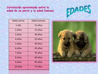 Correlación aproximada entre la edad de un perro y la edad humanaEdades