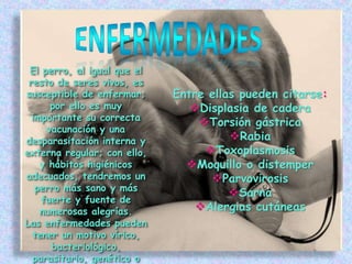 enfermedadesEl perro, al igual que el resto de seres vivos, es susceptible de enfermar; por ello es muy importante su correcta vacunación y una desparasitación interna y externa regular; con ello, y hábitos higiénicos adecuados, tendremos un perro más sano y más fuerte y fuente de numerosas alegrías.Las enfermedades pueden tener un motivo vírico, bacteriológico, parasitario, genético o varios de ellos a la vez.Entre ellas pueden citarse:Displasia de cadera