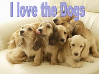 I love the Dogs 
