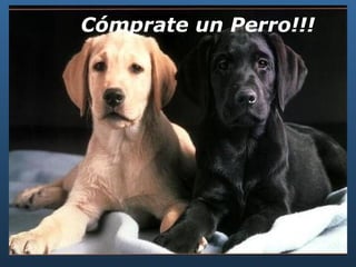 Cómprate un Perro!!! 