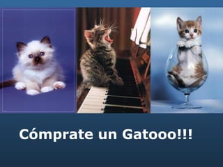 Cómprate un Gatooo!!! 