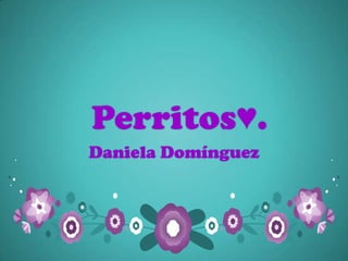 Perritos♥.
Daniela Domínguez
 