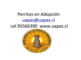 Perritos en Adopción
      uapas@uapas.cl
cel 95566390 www.uapas.cl
        www.uapas.cl
 