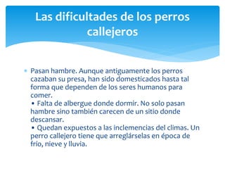  Pasan hambre. Aunque antiguamente los perros
cazaban su presa, han sido domesticados hasta tal
forma que dependen de los seres humanos para
comer.
• Falta de albergue donde dormir. No solo pasan
hambre sino también carecen de un sitio donde
descansar.
• Quedan expuestos a las inclemencias del climas. Un
perro callejero tiene que arreglárselas en época de
frío, nieve y lluvia.
Las dificultades de los perros
callejeros
 