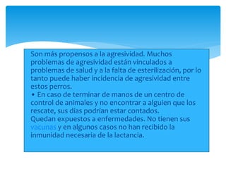  Son más propensos a la agresividad. Muchos
problemas de agresividad están vinculados a
problemas de salud y a la falta de esterilización, por lo
tanto puede haber incidencia de agresividad entre
estos perros.
• En caso de terminar de manos de un centro de
control de animales y no encontrar a alguien que los
rescate, sus días podrían estar contados.
Quedan expuestos a enfermedades. No tienen sus
vacunas y en algunos casos no han recibido la
inmunidad necesaria de la lactancia.
 