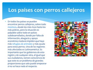  En todos los países se pueden
encontrar perros callejeros, sobre todo
mestizos, desde los más ricos hasta los
más pobres, pero la situación es
palpable sobre todo en países
subdesarrollados, donde por falta de
información, abogacía y apoyo
económico todavía impiden que haya
más refugios de animales y más ayuda
para estos perros. Una de las regiones
más afectadas es Latinoamérica. Es
importante que los gobiernos de esta
región y de cualquier otra, al igual que
sus ciudadanos, tomen consciencia de
que este es un problema de grandes
proporciones que solo puede empeorar
si no se hace nada al respecto.
Los países con perros callejeros
 