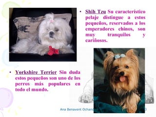 Shih Tzu  Su característico pelaje distingue a estos pequeños, reservados a los emperadores chinos, son muy tranquilos y cariñosos. Yorkshire Terrier  Sin duda estos pequeños son uno de los perros más populares en todo el mundo. 