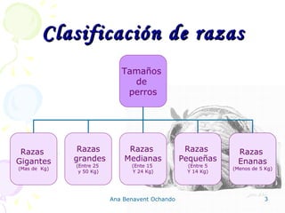 Clasificación de razas Tamaños  de  perros Razas  Gigantes (Mas de  Kg) Razas  Pequeñas (Entre 5 Y 14 Kg) Razas  Enanas (Menos de 5 Kg) Razas  Medianas (Ente 15  Y 24 Kg) Razas grandes (Entre 25  y 50 Kg) 