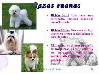 Razas enanas Bichón Frisé  Una raza muy inteligente, también conocidos como Tenerife.  Bichón Maltés  Una raza de lujo que en su origen se dedicaba a la caza de ratas.  Chihuahua  Es el más pequeño de los perros, es muy activo y se caracteriza por sus movimientos rápidos y potentes. 