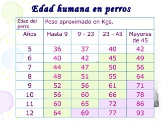 Edad humana en perros Peso aproximado en Kgs. 93 77 69 64 12 86 72 65 60 11 78 66 60 56 10 71 61 56 52 9 64 55 51 48 8 56 50 47 44 7 49 45 42 40 6 42 40 37 36 5 Mayores de 45 23 - 45 9 - 23 Hasta 9 Años Edad del perro 
