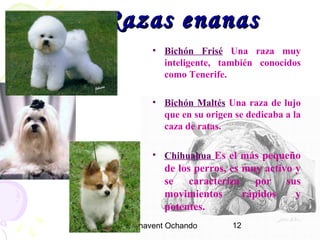 Ana Benavent Ochando 12
Razas enanasRazas enanas
• Bichón Frisé Una raza muy
inteligente, también conocidos
como Tenerife.
• Bichón Maltés Una raza de lujo
que en su origen se dedicaba a la
caza de ratas.
• Chihuahua Es el más pequeño
de los perros, es muy activo y
se caracteriza por sus
movimientos rápidos y
potentes.
 