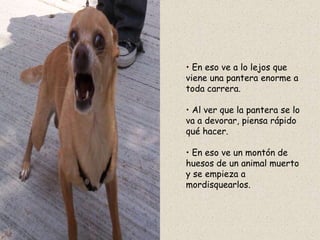 • En eso ve a lo lejos que
viene una pantera enorme a
toda carrera.

• Al ver que la pantera se lo
va a devorar, piensa rápido
qué hacer.

• En eso ve un montón de
huesos de un animal muerto
y se empieza a
mordisquearlos.
 
