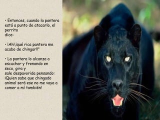 • Entonces, cuando la pantera
está a punto de atacarlo, el
perrito
dice:

• ¡Ah!,¡qué rica pantera me
acabo de chingar!!"

• La pantera lo alcanza a
escuchar y frenando en
seco, gira y
sale despavorida pensando:
¡Quien sabe que chingado
animal será ese no me vaya a
comer a mí también!
 
