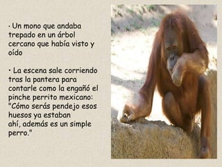• Un mono que andaba
trepado en un árbol
cercano que había visto y
oído

• La escena sale corriendo
tras la pantera para
contarle como la engañó el
pinche perrito mexicano:
"Cómo serás pendejo esos
huesos ya estaban
ahí, además es un simple
perro."
 