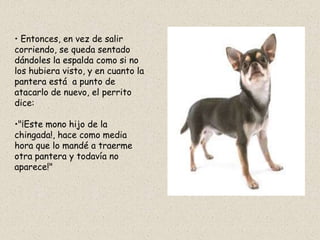 • Entonces, en vez de salir
corriendo, se queda sentado
dándoles la espalda como si no
los hubiera visto, y en cuanto la
pantera está a punto de
atacarlo de nuevo, el perrito
dice:

•"¡Este mono hijo de la
chingada!, hace como media
hora que lo mandé a traerme
otra pantera y todavía no
aparece!"
 