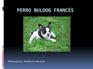 Perro buldog francés  Realizado por: Natalia Conde Arias  
