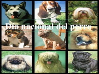 Día nacional del perro 
