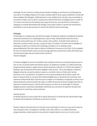 estómago. De los incisivos al cardias porción donde el esófago se continúa con el estómago hay
unos 40 cm. El esófago empieza en el cuello, atraviesa todo el tórax y pasa al abdomen a través del
hiato esofágico del diafragma. Habitualmente es una cavidad virtual. (Es decir que sus paredes se
encuentran unidas y solo se abren cuando pasa el bolo alimenticio). El esófago alcanza a medir 25
cm y tiene una estructura formada por dos capas de músculos, que permiten la contracción y
relajación en sentido descendente del esófago. Estas ondas reciben el nombre de movimientos
peristálticos y son las que provocan el avance del alimento hacia el estómago.

Estómago
El estómago es un órgano que varía de forma según el estado de repleción (cantidad de contenido
alimenticio presente en la cavidad gástrica) en que se halla, habitualmente tiene forma de J.
Consta de varias partes que son: fundus, cuerpo, antro y píloro. Su borde menos extenso se
denomina curvatura menor y la otra, curvatura mayor. El cardias es el límite entre el esófago y el
estómago y el píloro es el límite entre estómago y duodeno. En un individuo mide
aproximadamente 25cm del cardias al píloro y el diámetro transverso es de 12cm. Es el encargado
de hacer la transformación química ya que los jugos gástricos transforman el bolo alimenticio que
anteriormente había sido la transformación mecánica.
Intestino delgado

El intestino delgado se inicia en el duodeno (tras el píloro) y termina en la válvula ileocecal, por la
que se une a la primera parte del intestino grueso. Su longitud es variable y su calibre disminuye
progresivamente desde su origen hasta la válvula ileocecal y mide de 6 a 7 metros de longitud. El
duodeno, que forma parte del intestino delgado, mide unos 25 - 30 cm de longitud; el intestino
delgado consta de una parte próxima o yeyuno y una distal o íleon; el límite entre las dos
porciones no es muy aparente. El duodeno se une al yeyuno después de los 30cm a partir del
píloro. El yeyuno-íleon es una parte del intestino delgado que se caracteriza por presentar unos
extremos relativamente fijos: El primero que se origina en el duodeno y el segundo se limita con la
válvula ileocecal y primera porción del ciego. Su calibre disminuye lenta pero progresivamente en
dirección al intestino grueso. El límite entre el yeyuno y el íleon no es apreciable. El intestino
delgado presenta numerosas vellosidades intestinales que aumentan la superficie de absorción
intestinal de los nutrientes y de las proteínas.
Intestino grueso
El intestino grueso se inicia a partir de la válvula ileocecal en un fondo de saco denominado ciego
de donde sale el apéndice vermiforme y termina en el recto.

Desde el ciego al recto describe una serie de curvas, formando un marco en cuyo centro están las
asas del yeyuno íleon. Su longitud es variable, entre 120 y 160 cm, y su calibre disminuye
progresivamente, siendo la porción más estrecha la región donde se une con el recto o unión

 