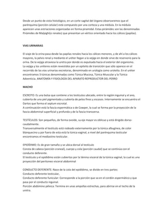Desde un punto de vista histológico, en un corte sagital del órgano observaremos que el
parénquima (porción celular) está compuesto por una corteza y una médula. En la médula
aparecen unas estriaciones organizadas en forma piramidal. Estas pirámides son las denominadas
Pirámides de Malpighi(o renales) que presentan un vértice orientado hacia los cálices (papilas).

VIAS URINARIAS
El viaje de la orina pasa desde las papilas renales hacia los cálices menores, y de ahí a los cálices
mayores, la pelvis renal y mediante el uréter llegan a la vejiga en donde sirve de reservorio para la
orina. De la vejiga atraviesa la uretra por donde es expulsada hacia el exterior del organismo.
La vejiga y los uréteres están revestidos por un epitelio de transición que sólo aparece en el
recorrido de las vías urinarias excretoras, denominado en urología como urotelio. En el uréter
encontramos 3 túnicas denominadas como Túnica Mucosa, Túnica Muscular y la Túnica
Adventicia. ANATOMÍA Y FISIOLOGÍA DEL APARATO REPRODUCTOR DEL PERRO
MACHO
ESCROTO: Es una bolsa que contiene a los testículos ubicado, entre la región inguinal y el ano,
cubierta de una piel pigmentada y cubierta de pelos finos y escasos. Internamente se encuentra el
Dartos que forma el septum escrotal.
A continuación está la fascia espermática o de Cowper, la cual se forma por la proyección de la
fascia abdominal superficial y profunda y de la fascia transversa.
TESTÍCULOS: Son pequeños, de forma ovoide, su eje mayor es oblicuo y está dirigido dorsocaudalmente.
Transversalmente el testículo está rodeado externamente por la túnica albugínea, de color
blanquecino y por fuera de esta está la túnica vaginal, a nivel del parénquima testicular
encontramos el mediastino testicular.
EPIDÍDIMO: Es de gran tamaño y se ubica dorsal al testículo
Consta de cabeza (porción craneal), cuerpo y cola (porción caudal) que se continúa con el
conducto deferente.
El testículo y el epidídimo están cubiertos por la lámina visceral de la túnica vaginal, la cual es una
proyección del peritoneo visceral abdominal
CONDUCTO DEFERENTE: Nace de la cola del epidídimo, se divide en tres partes:
Conducto deferente testicular,
Conducto deferente funicular: Corresponde a la porción que va en el cordón espermático y que
pasa por el conducto inguinal.
Porción abdómino pélvica: Termina en unas ampollas estrechas, para abrirse en el techo de la
uretra.

 