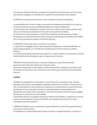 Los músculos retractores del pene se originan en la superficie ventral del sacro y en las primeras
dos vértebras coccígeas y se extienden por la superficie ventral del pene hasta el glande.
LA URETRA: Se reconocen dos porciones: la porción pélvica y la porción extrapélvica.
La porción pélvica de la uretra es larga y al principio está rodeada por la próstata. En la mitad, se
encuentra el colículo seminal, en donde desembocan los conductos deferentes.
La uretra pélvica está rodeada por el músculo uretral que rodea la uretra desde la próstata hacia
atrás y es el músculo que ayuda a dar la fuerza de la evacuación de los fluidos.
En el inicio de la uretra extrapélvica, a nivel del arco isquiático, la uretra presenta un bulbo
formado por un ensanchamiento que existe a nivel del cuerpo esponjoso. Este bulbo está dividido
por un surco y presenta dos lóbulos o hemisferios laterales.
EL PREPUCIO: Presenta dos capas, una interna y una externa.
La capa interna es delgada, de color rojizo, desprovista de glándulas, firmemente adherida a la
porción larga del glande, y en el fondo de la cavidad prepucial existen numerosos nódulos
linfáticos.
Los músculos protractores del prepucio se originan en la región cifoídea y se entrecruzan a nivel de
la extremidad anterior del prepucio, que es el lugar donde se insertan.

PROSTATA: Presenta dos porciones: una porción compacta y una porción diseminada.
La porción diseminada está cubierta por el músculo uretral.
La porción compacta que es más caudal es relativamente grande, es globular y circunda el cuello
de la vejiga y el inicio de la uretra. Presenta un surco medio, que es la división de los dos lóbulos
laterales.
HEMBRA
OVARIOS: Son pequeños (1,5 cm de largo, 0,7 cm de ancho, 0,5 cm de grosor 0,3 gr. de peso)
aplanados y de contorno oval elongado. Localizados caudalmente a los riñones a nivel de la VL3 o
VL4. El ovario derecho es más craneal que el izquierdo y se encuentra dorsal a la porción derecha
del duodeno. El ovario izquierdo está entre el colon descendente y la pared abdominal y
lateralmente con el bazo. Están contenidos en la Bursa Ovárica (bolsa ovárica), formación delgada
formada por el mesoovario y la mesosalpinge.
Ventralmente abierta a la cavidad peritoneal por medio de una hendidura. Irrigada por las arterias
ováricas ramas directas de la aorta y la inervación por los plexos renal y aórtico los cuales
acompañan a las ramas arteriales.
TROMPA DE FALOPIO: Curso cranealmente y luego caudalmente a través de la pared lateral de la
bursa hacia el cuerno uterino.
El Infundíbulo es el origen dilatado de la trompa. Presenta un margen fimbriado y su función es

 