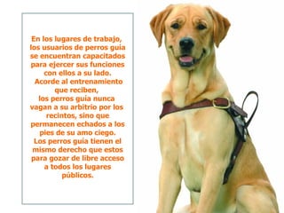 En los lugares de trabajo,  los usuarios de perros guía se encuentran capacitados para ejercer sus funciones con ellos a su lado.  Acorde al entrenamiento que reciben,  los perros guía nunca  vagan a su arbitrio por los  recintos, sino que permanecen echados a los pies de su amo ciego. Los perros guía tienen el mismo derecho que estos para gozar de libre acceso a todos los lugares públicos. 