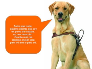 Antes que nada,  déjame decirte que soy un perro de trabajo,  no una mascota.  Cuanto más me ignorés, mejor será para mi amo y para mí. 