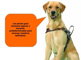 Los perros guía
  tenemos lugares y
       horarios
predeterminados para
   evacuar nuestros
      esfínteres.
 