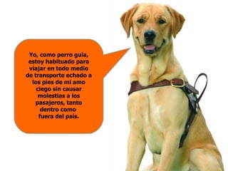 Yo, como perro guía, estoy habituado para viajar en todo medio de transporte echado a los pies de mi amo ciego sin causar molestias a los pasajeros, tanto dentro como  fuera del país. 