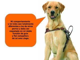 Mi comportamiento  y mi trato son totalmente diferentes a los de otros perros y debo ser respetado en mi doble función de guía  y fiel compañero  de mi amo ciego. 