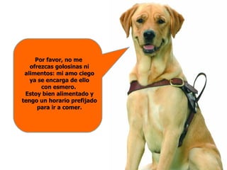 Por favor, no me  ofrezcas golosinas ni alimentos: mi amo ciego ya se encarga de ello con esmero.  Estoy bien alimentado y tengo un horario prefijado para ir a comer. 