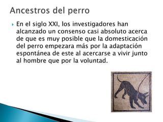 

En el siglo XXI, los investigadores han
alcanzado un consenso casi absoluto acerca
de que es muy posible que la domesticación
del perro empezara más por la adaptación
espontánea de este al acercarse a vivir junto
al hombre que por la voluntad.

 