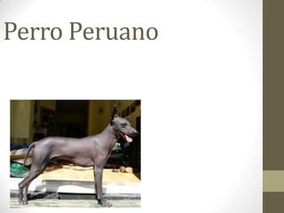 Perro Peruano

 