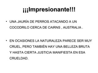 ¡¡¡Impresionante!!! UNA JAURÍA DE PERROS ATACANDO A UN COCODRILO CERCA DE CAIRNS , AUSTRALIA . EN OCASIONES LA NATURALEZA PARECE SER MUY CRUEL, PERO TAMBIÉN HAY UNA BELLEZA BRUTA Y HASTA CIERTA JUSTICIA MANIFIESTA EN ESA CRUELDAD.