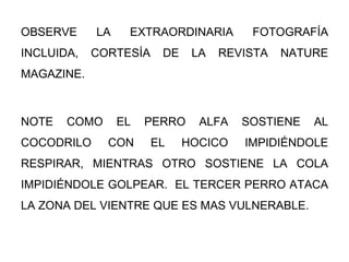 OBSERVE LA EXTRAORDINARIA FOTOGRAFÍA INCLUIDA, CORTESÍA DE LA REVISTA NATURE MAGAZINE. NOTE COMO EL PERRO ALFA SOSTIENE AL COCODRILO CON EL HOCICO IMPIDIÉNDOLE RESPIRAR, MIENTRAS OTRO SOSTIENE LA COLA IMPIDIÉNDOLE GOLPEAR. EL TERCER PERRO ATACA LA ZONA DEL VIENTRE QUE ES MAS VULNERABLE.
